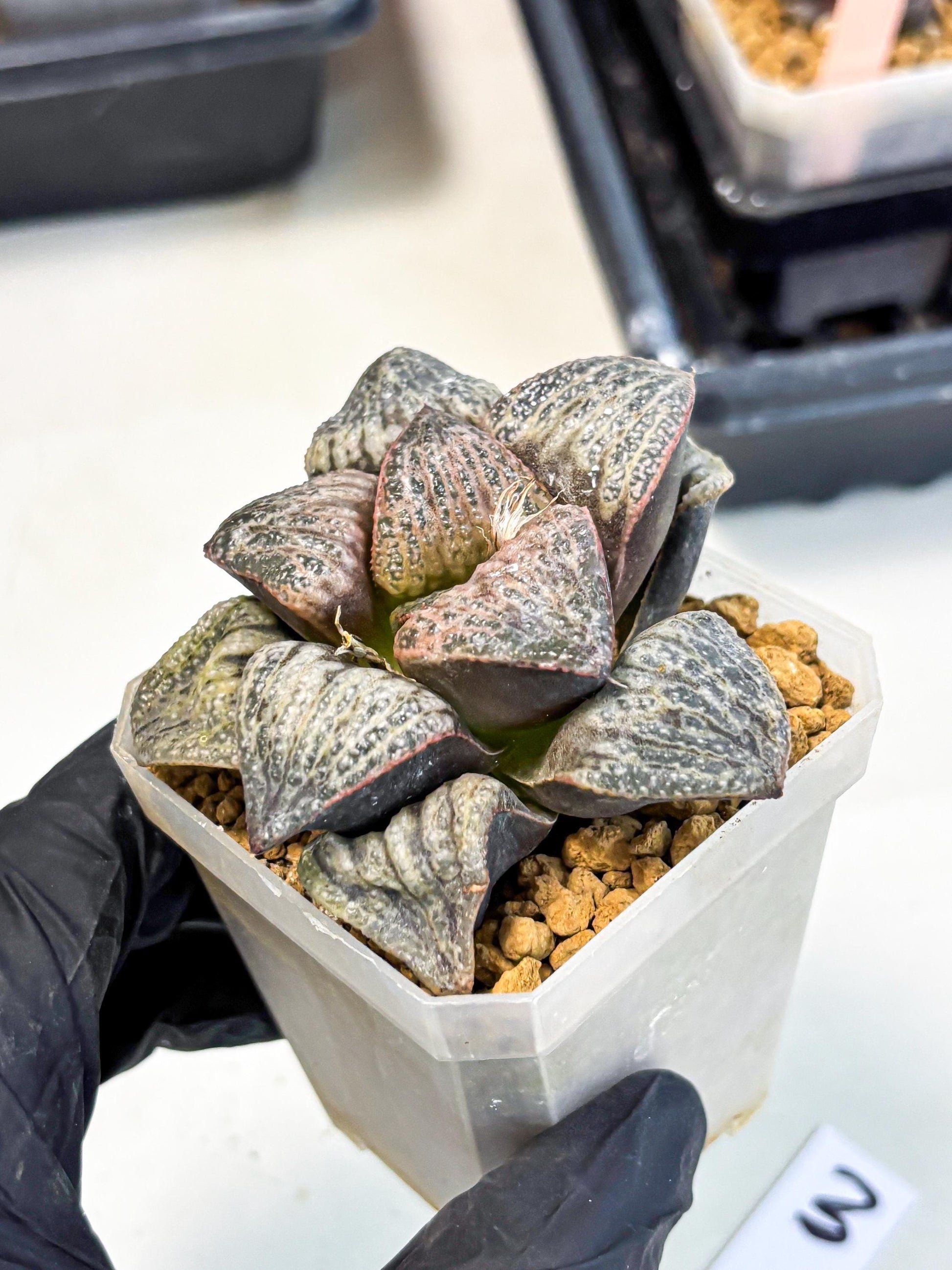 Haworthia Splendens Hana Aoi (wa1) (g3) | Japan Succulent