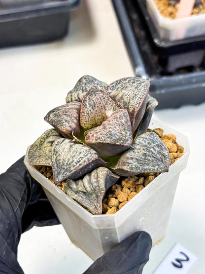 Haworthia Splendens Hana Aoi (wa1) (g3) | Japan Succulent
