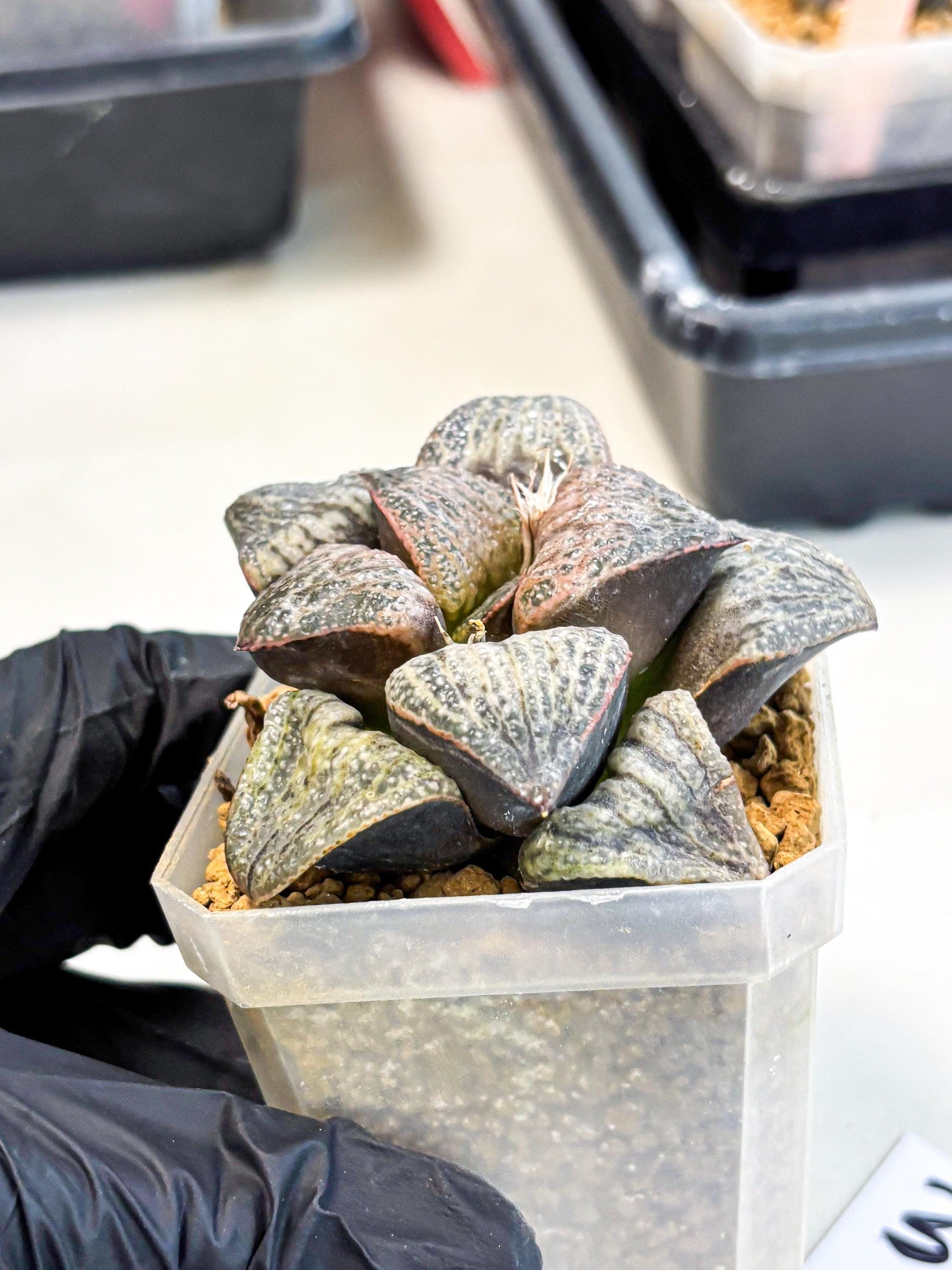 Haworthia Splendens Hana Aoi (wa1) (g3) | Japan Succulent