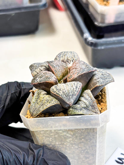 Haworthia Splendens Hana Aoi (wa1) (g3) | Japan Succulent