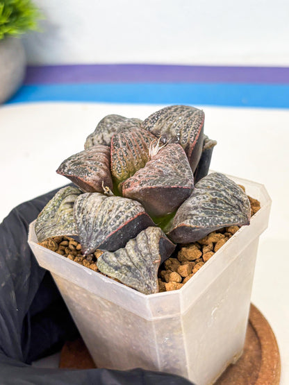 Haworthia Splendens Hana Aoi (wa1) (g3) | Japan Succulent