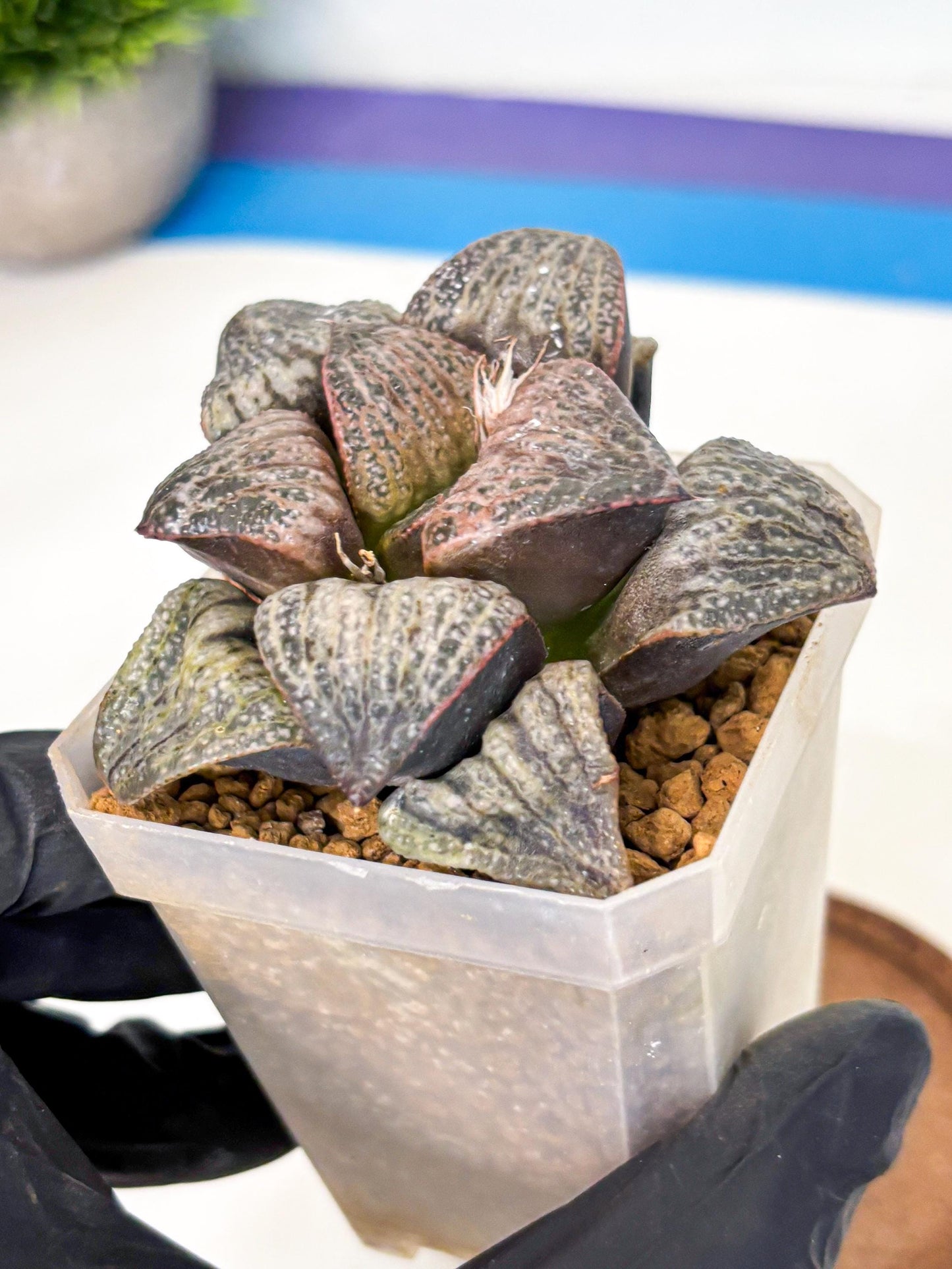 Haworthia Splendens Hana Aoi (wa1) (g3) | Japan Succulent