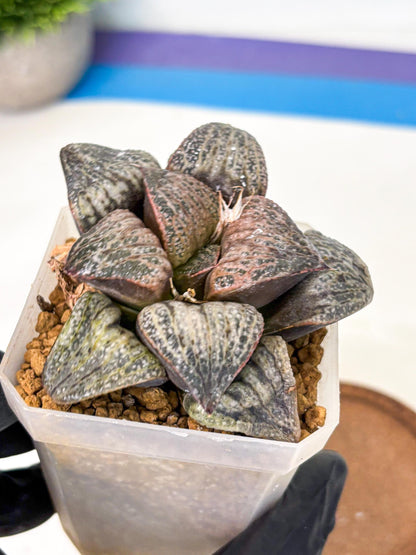 Haworthia Splendens Hana Aoi (wa1) (g3) | Japan Succulent