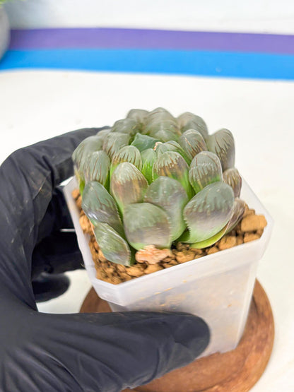 Haworthia Obtusa Ex Taiwan (wa1) (g4) | Rare Succulent