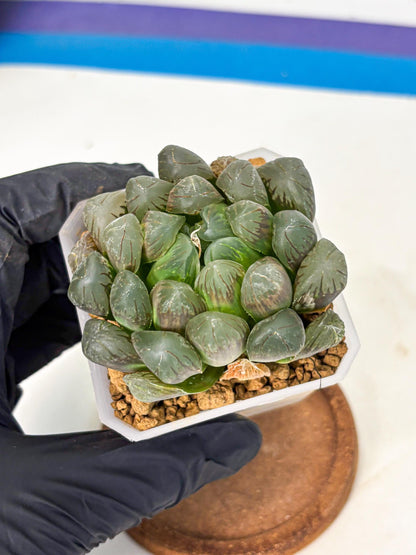 Haworthia Obtusa Ex Taiwan (wa1) (g4) | Rare Succulent