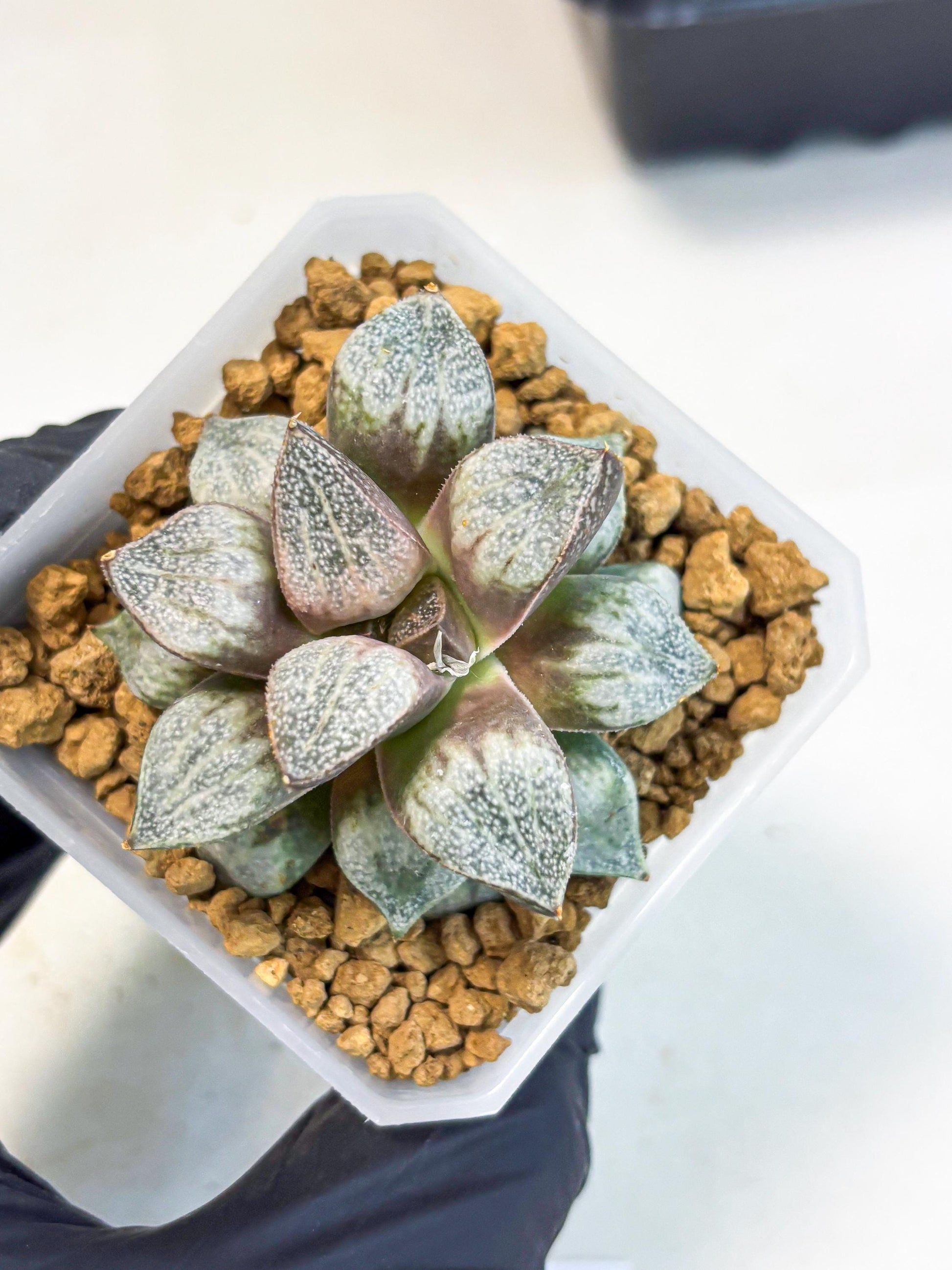 Haworthia Splendens Hybrid (wa1) (y1) | Japan Succulent