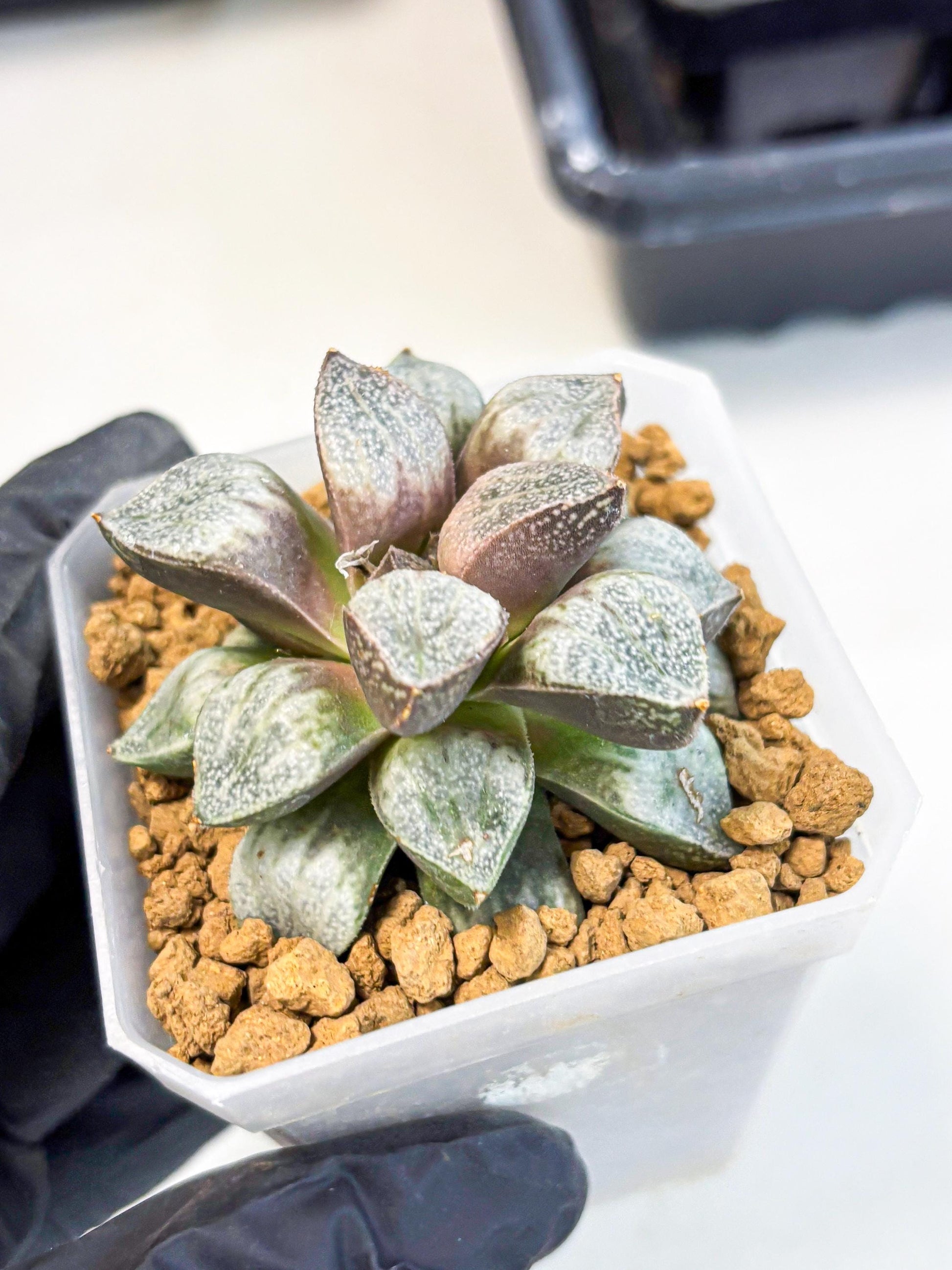 Haworthia Splendens Hybrid (wa1) (y1) | Japan Succulent