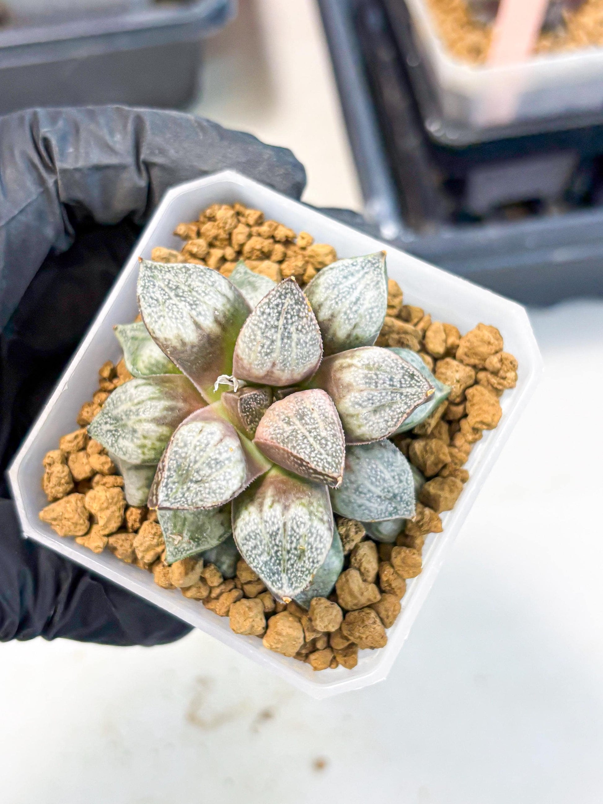 Haworthia Splendens Hybrid (wa1) (y1) | Japan Succulent