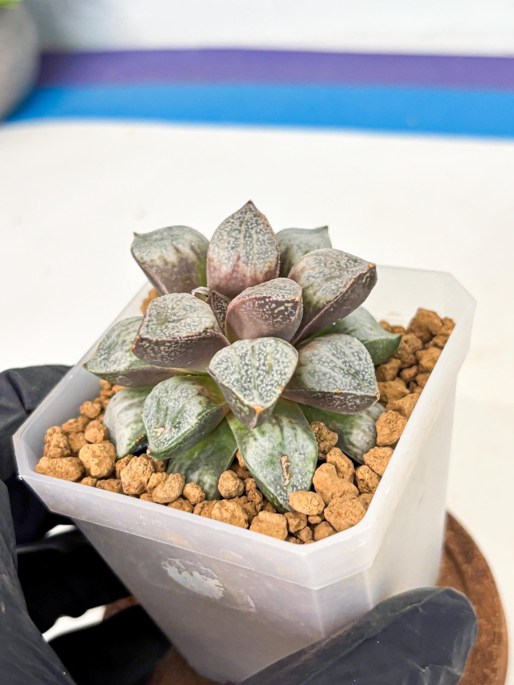 Haworthia Splendens Hybrid (wa1) (y1) | Japan Succulent