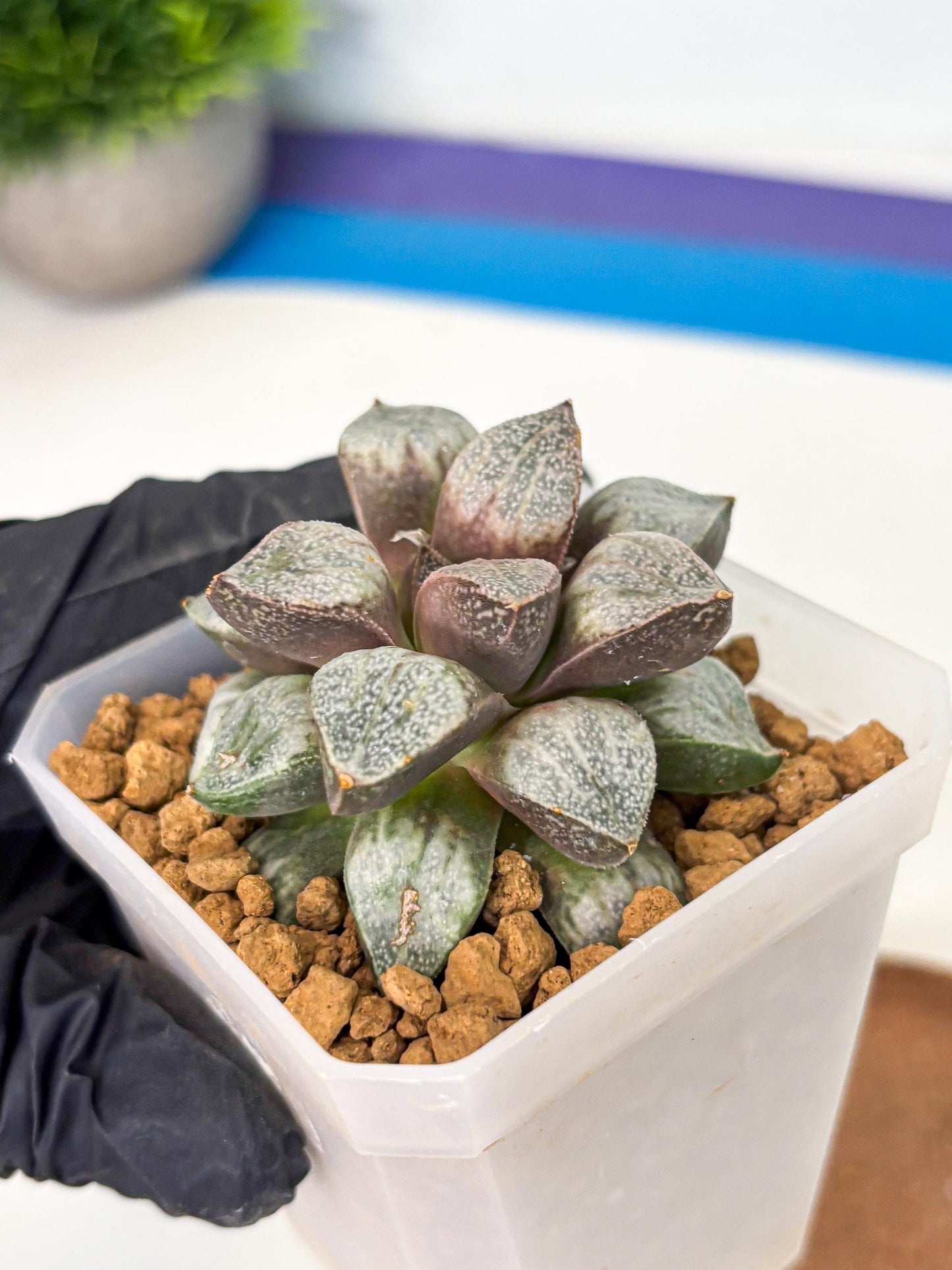 Haworthia Splendens Hybrid (wa1) (y1) | Japan Succulent