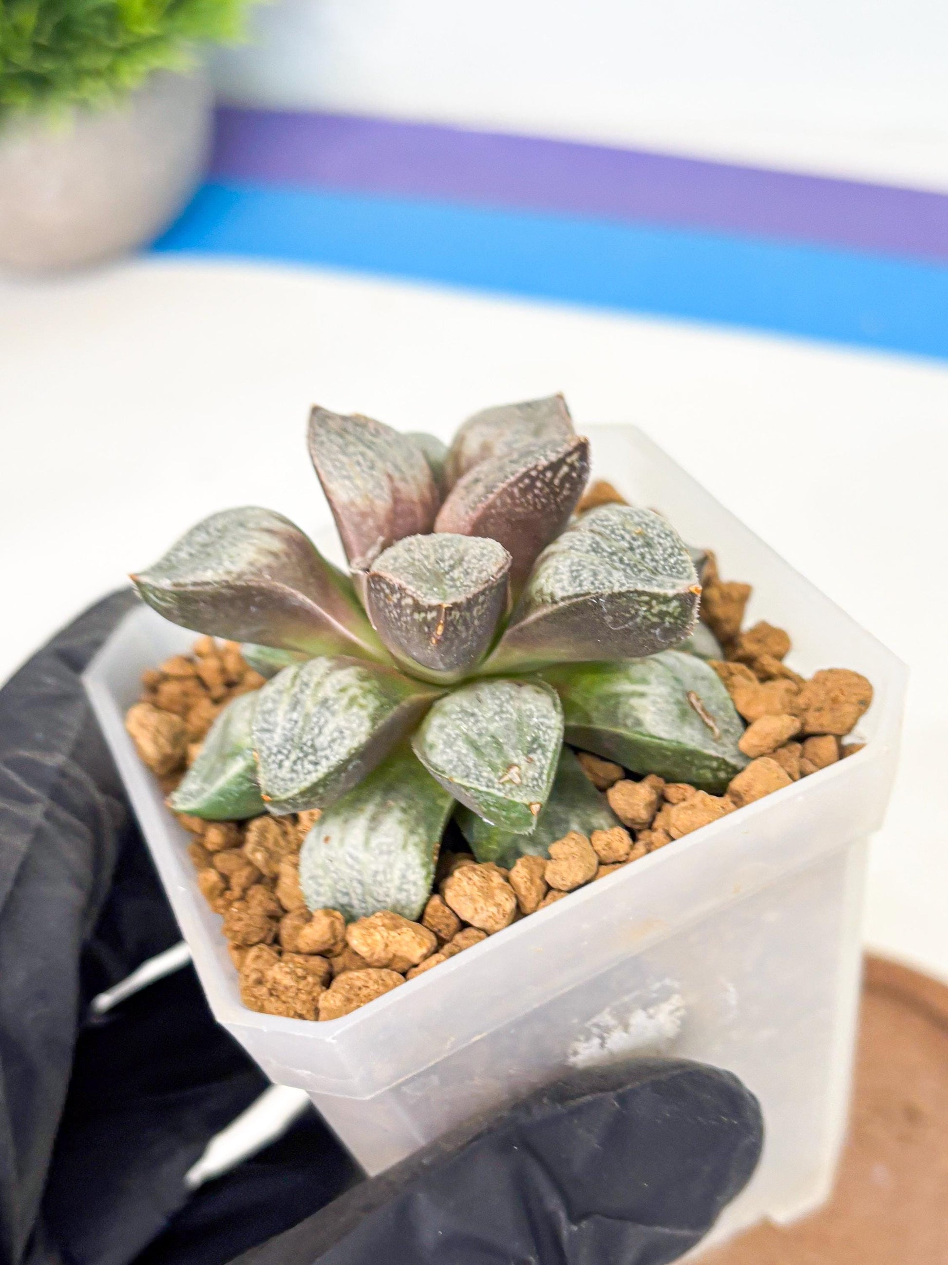 Haworthia Splendens Hybrid (wa1) (y1) | Japan Succulent