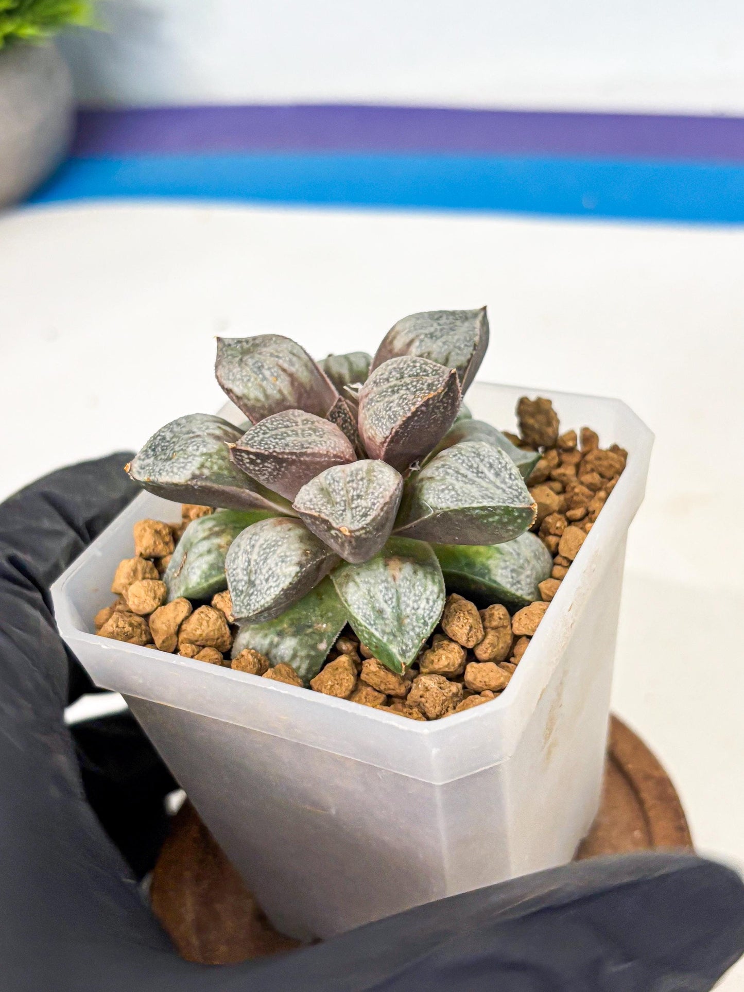 Haworthia Splendens Hybrid (wa1) (y1) | Japan Succulent