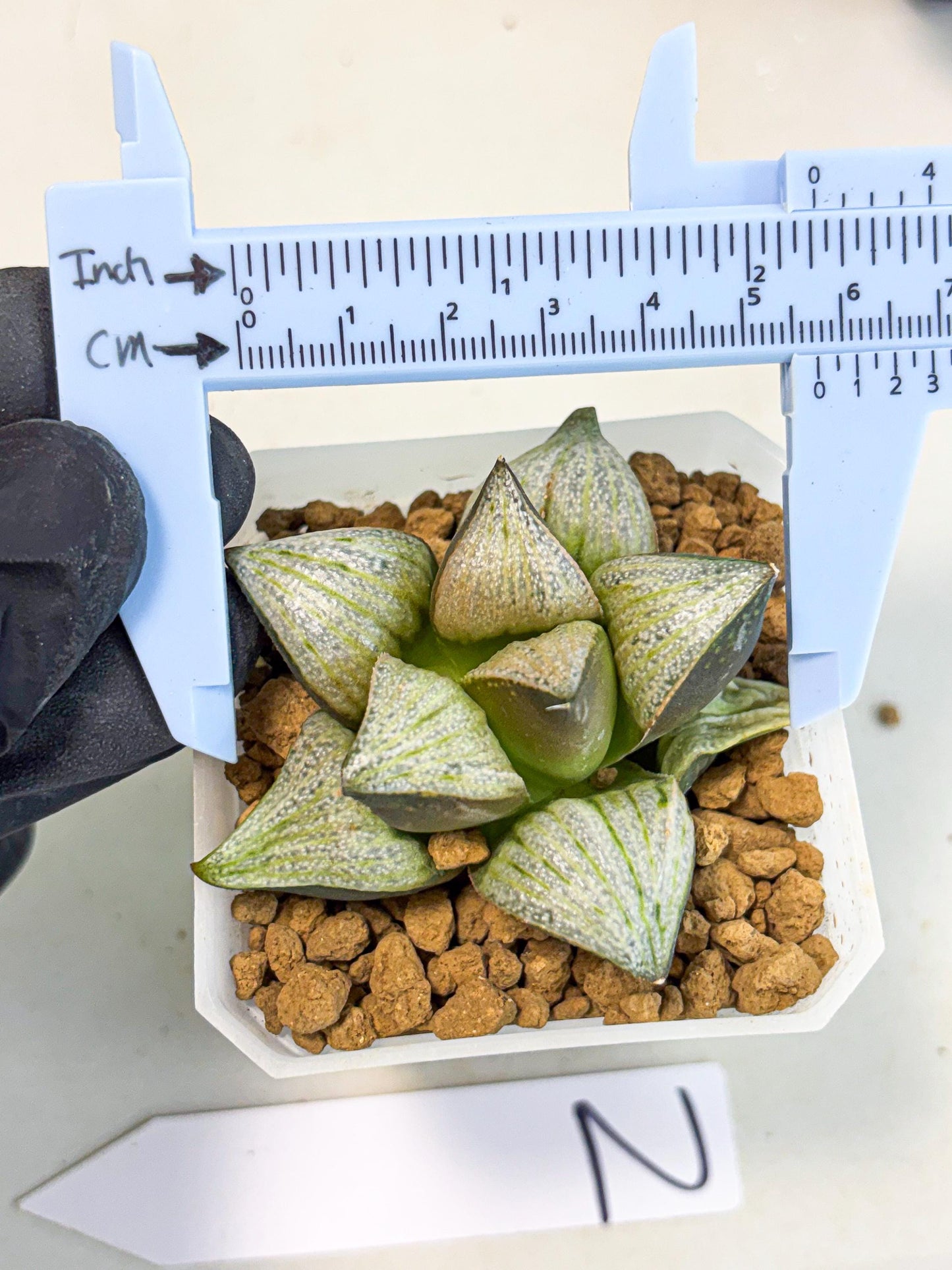 Haworthia Splendens Hybrid (wa1) (y2) | Japan Succulent