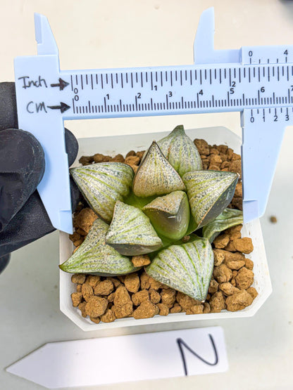 Haworthia Splendens Hybrid (wa1) (y2) | Japan Succulent