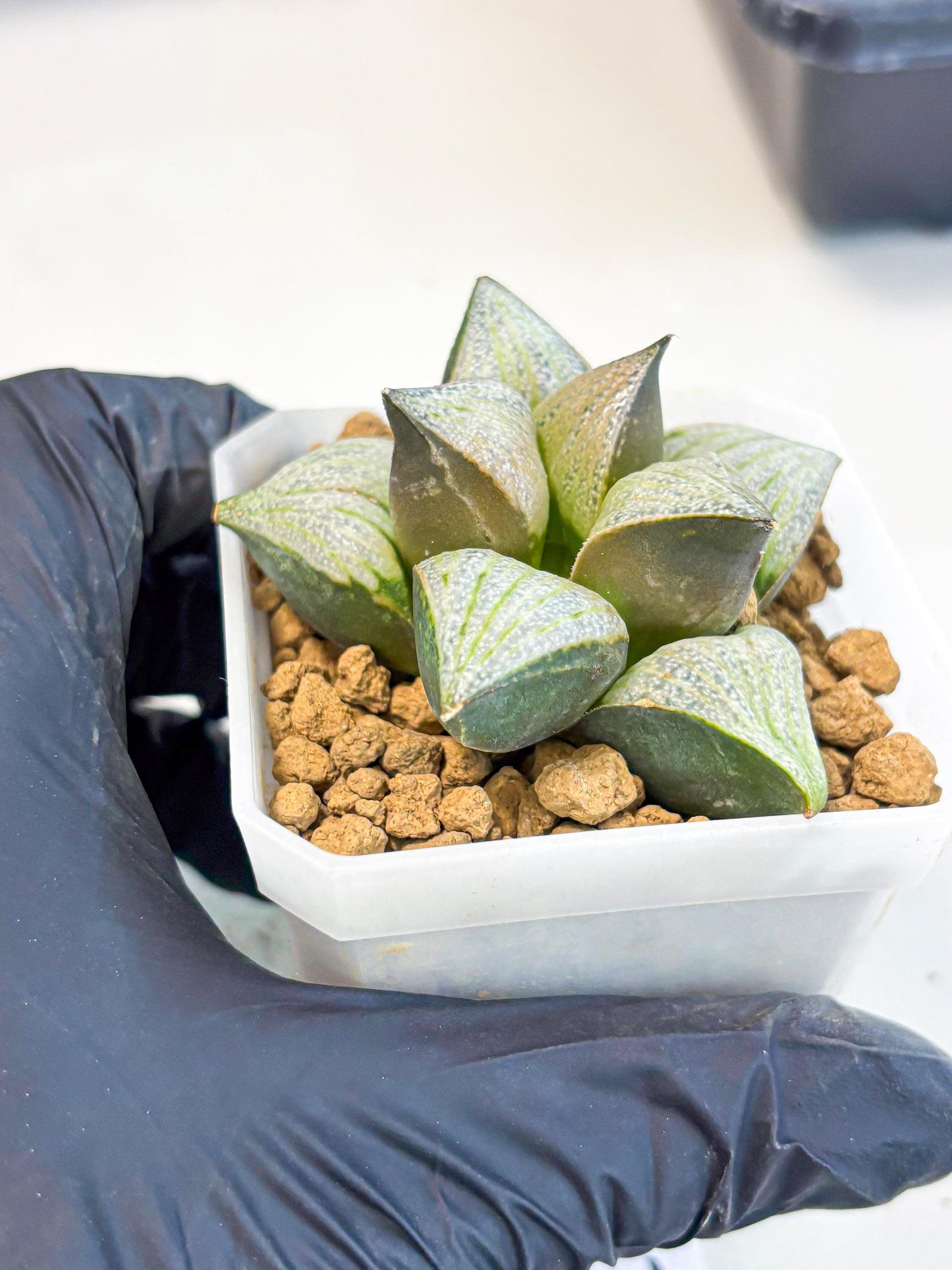 Haworthia Splendens Hybrid (wa1) (y2) | Japan Succulent