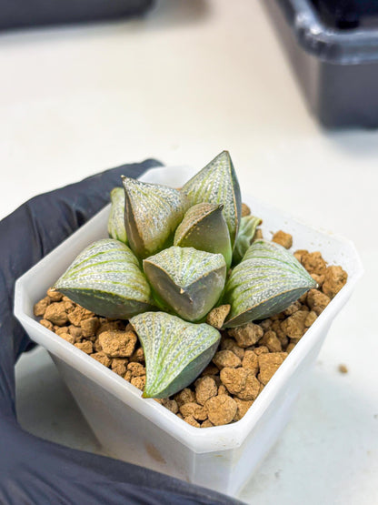 Haworthia Splendens Hybrid (wa1) (y2) | Japan Succulent