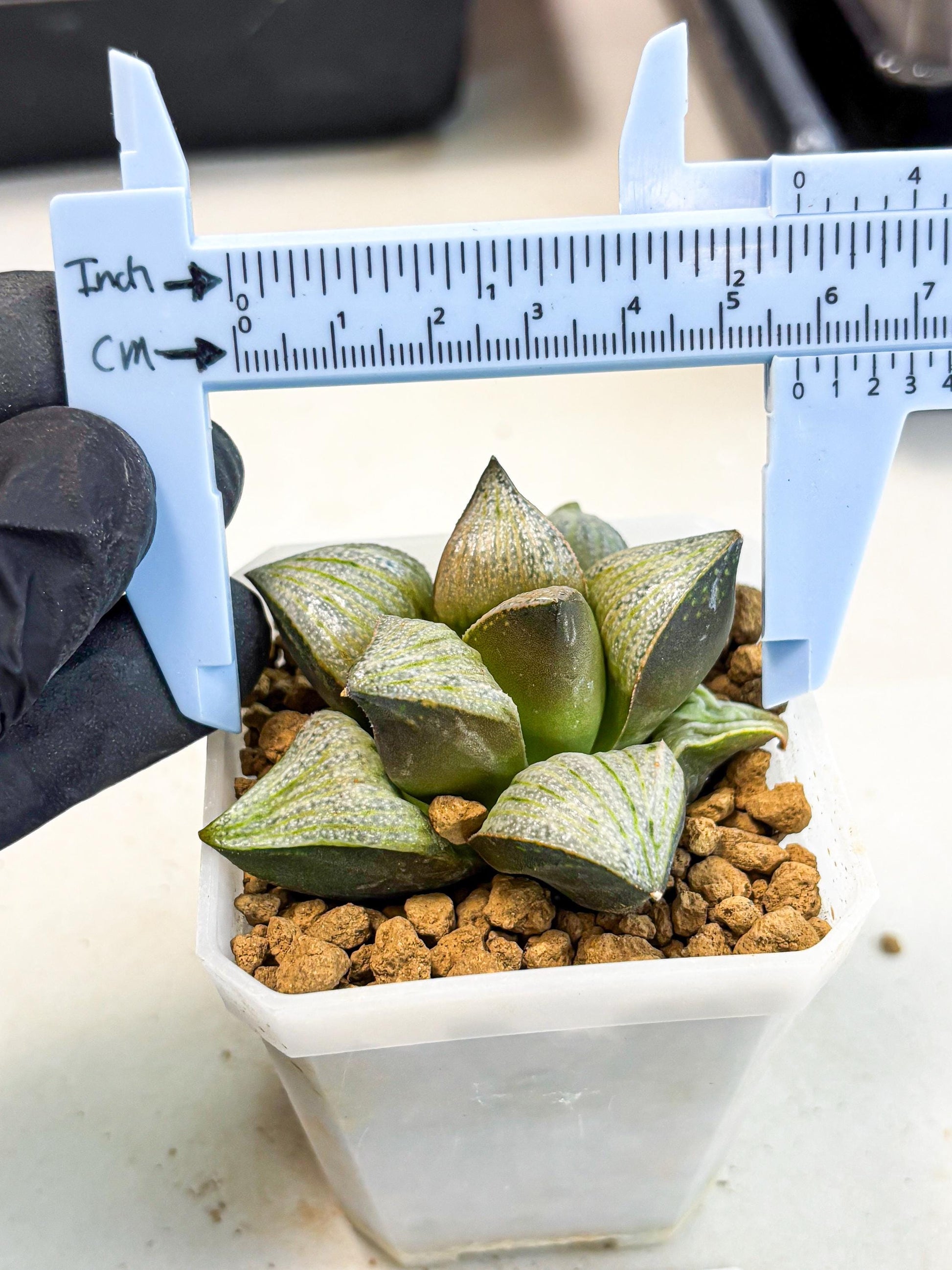 Haworthia Splendens Hybrid (wa1) (y2) | Japan Succulent