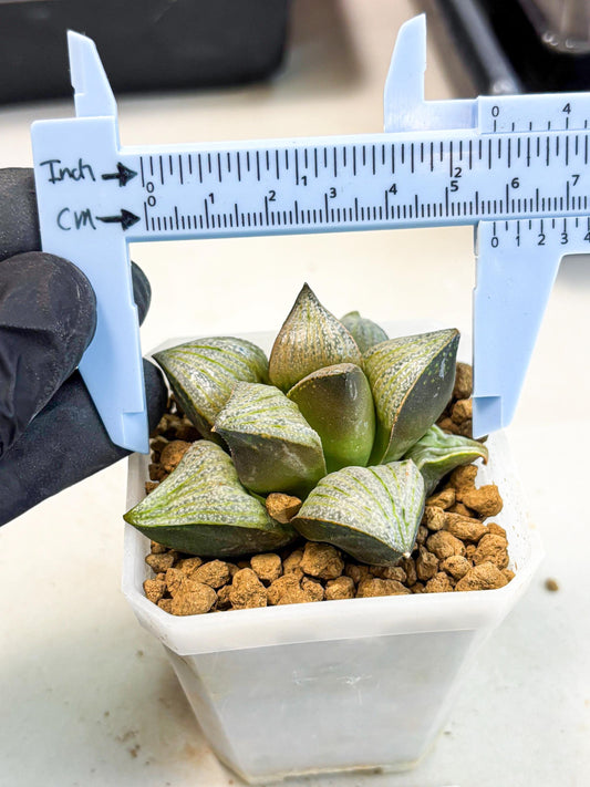Haworthia Splendens Hybrid (wa1) (y2) | Japan Succulent