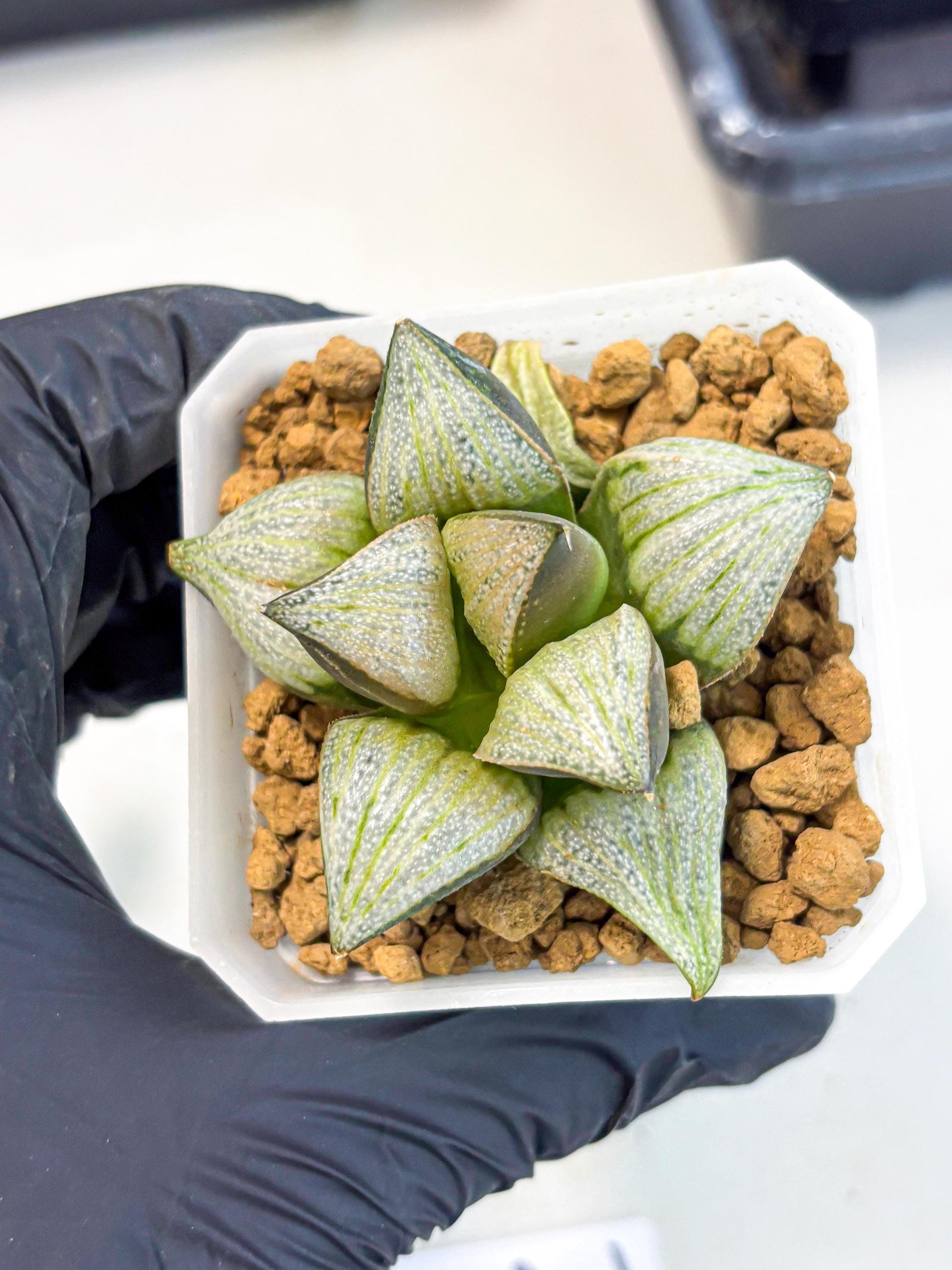 Haworthia Splendens Hybrid (wa1) (y2) | Japan Succulent