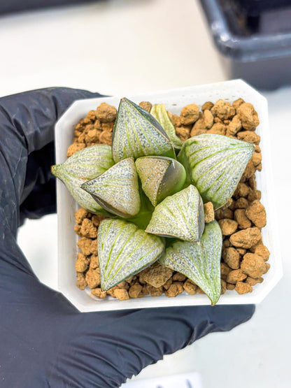 Haworthia Splendens Hybrid (wa1) (y2) | Japan Succulent