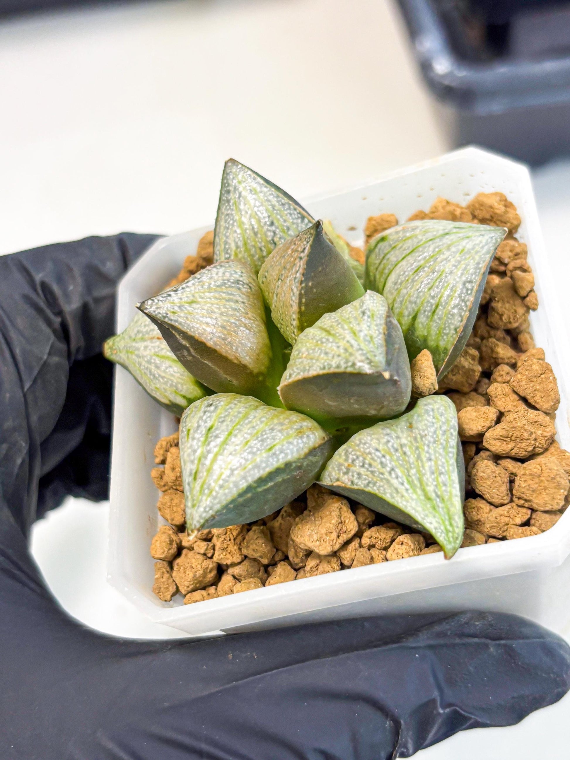 Haworthia Splendens Hybrid (wa1) (y2) | Japan Succulent
