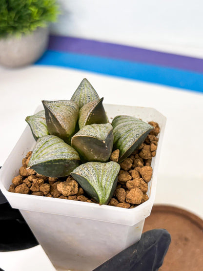 Haworthia Splendens Hybrid (wa1) (y2) | Japan Succulent