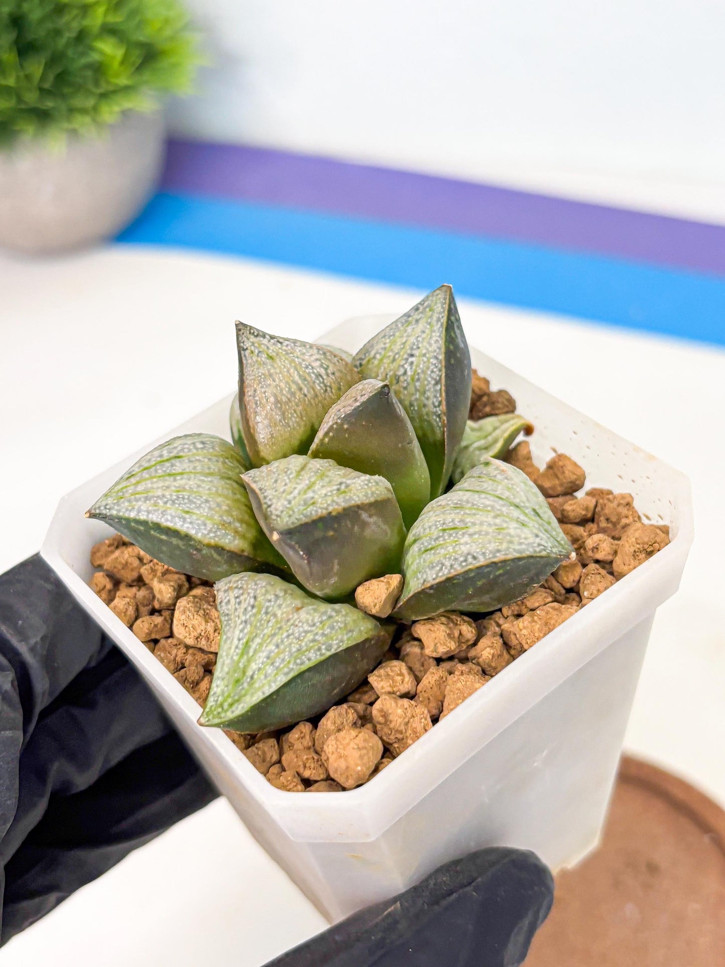 Haworthia Splendens Hybrid (wa1) (y2) | Japan Succulent