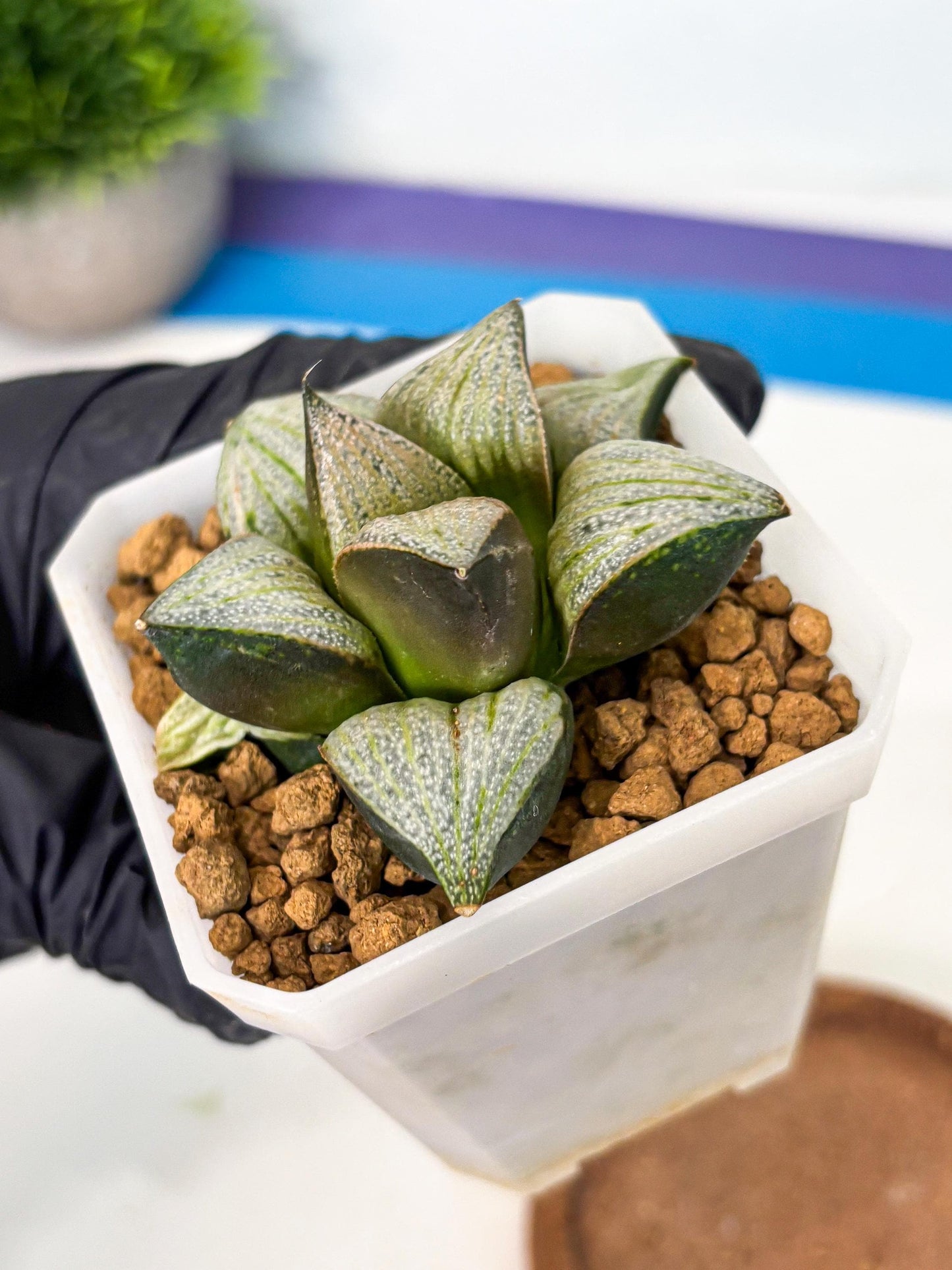 Haworthia Splendens Hybrid (wa1) (y2) | Japan Succulent