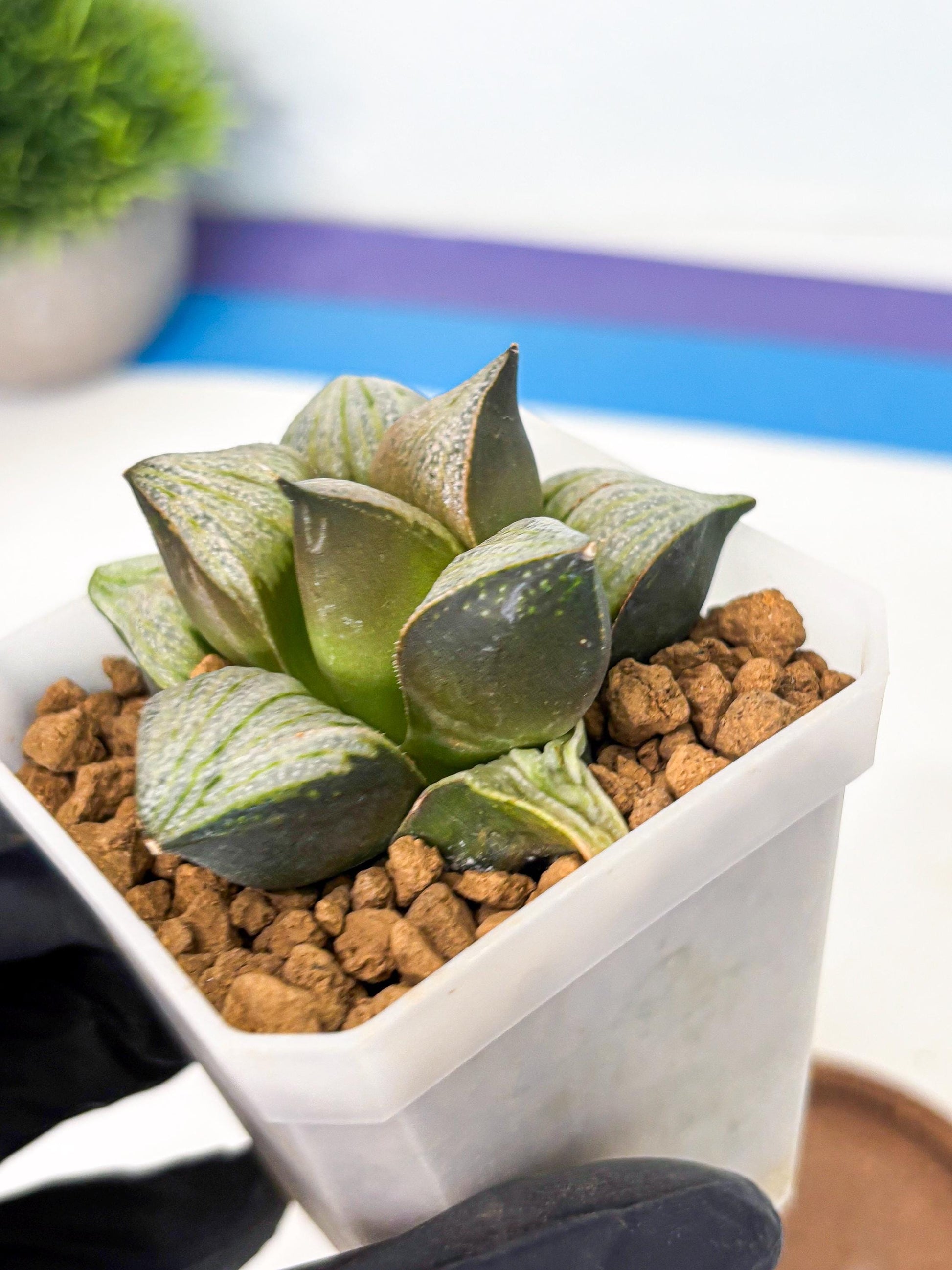 Haworthia Splendens Hybrid (wa1) (y2) | Japan Succulent