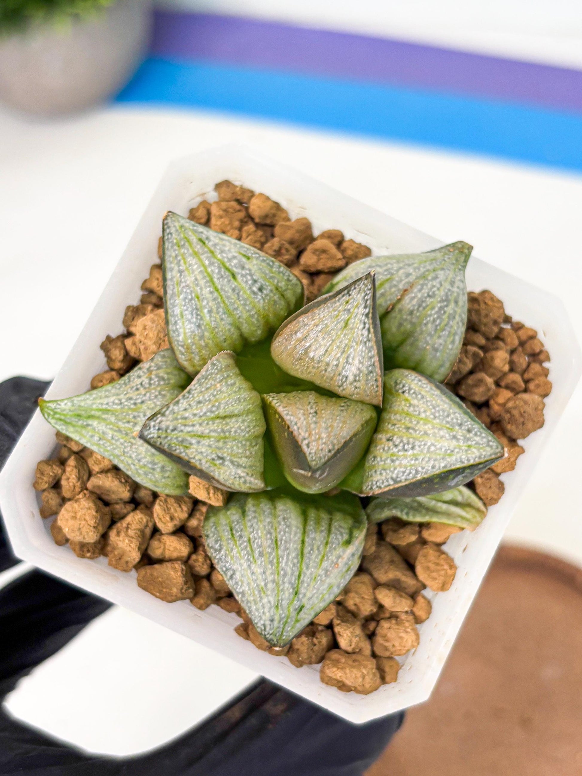 Haworthia Splendens Hybrid (wa1) (y2) | Japan Succulent