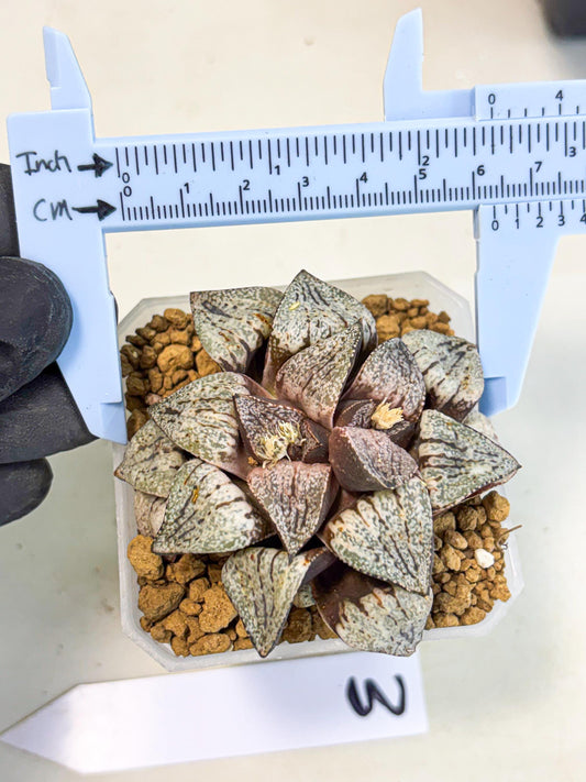 Haworthia Obtusa Var (wa1) (p3) | Japan Succulent
