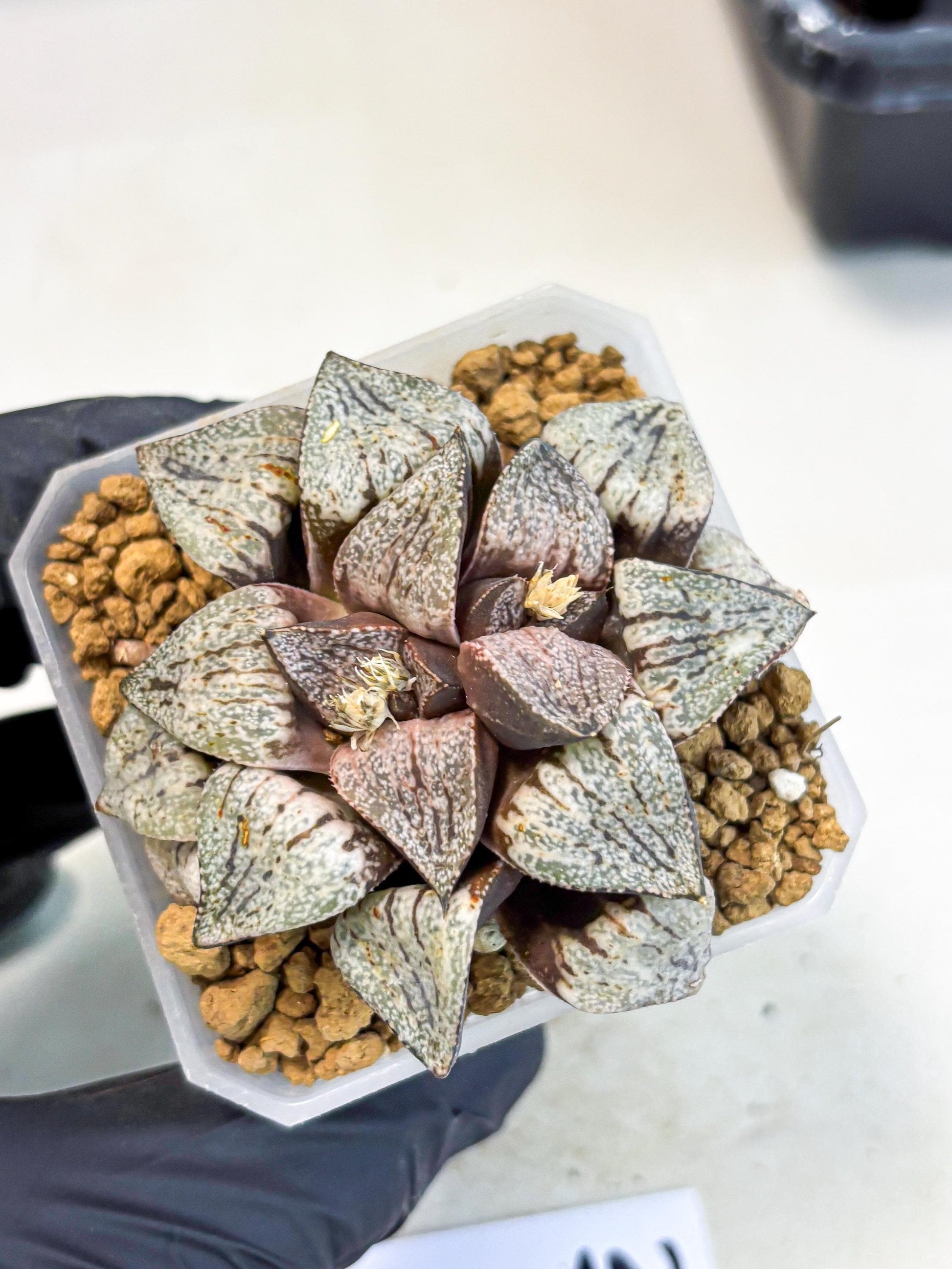 Haworthia Obtusa Var (wa1) (p3) | Japan Succulent