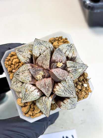 Haworthia Obtusa Var (wa1) (p3) | Japan Succulent