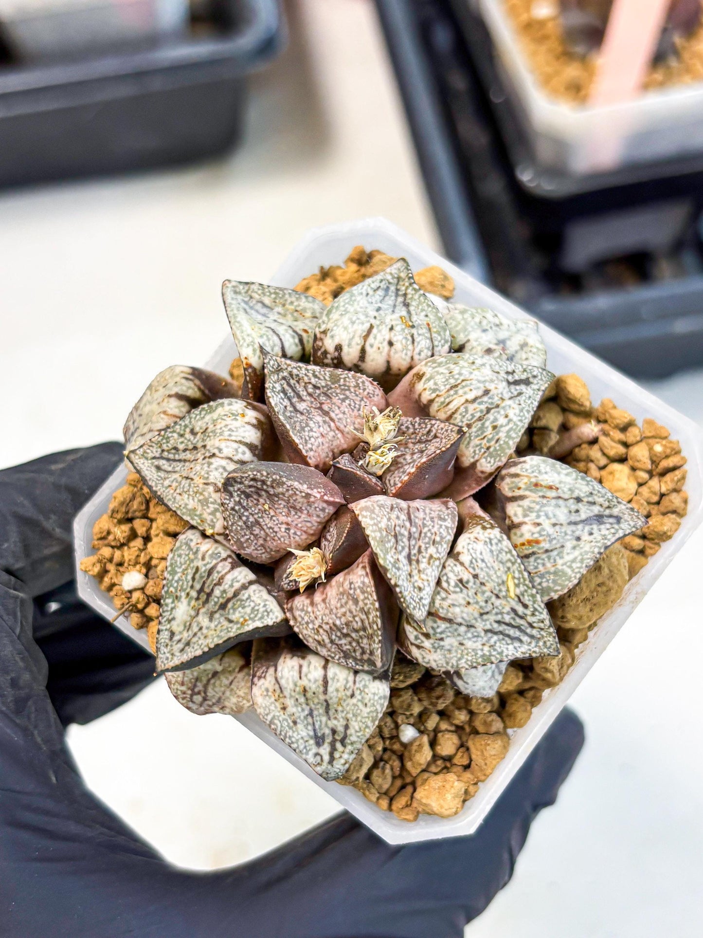 Haworthia Obtusa Var (wa1) (p3) | Japan Succulent