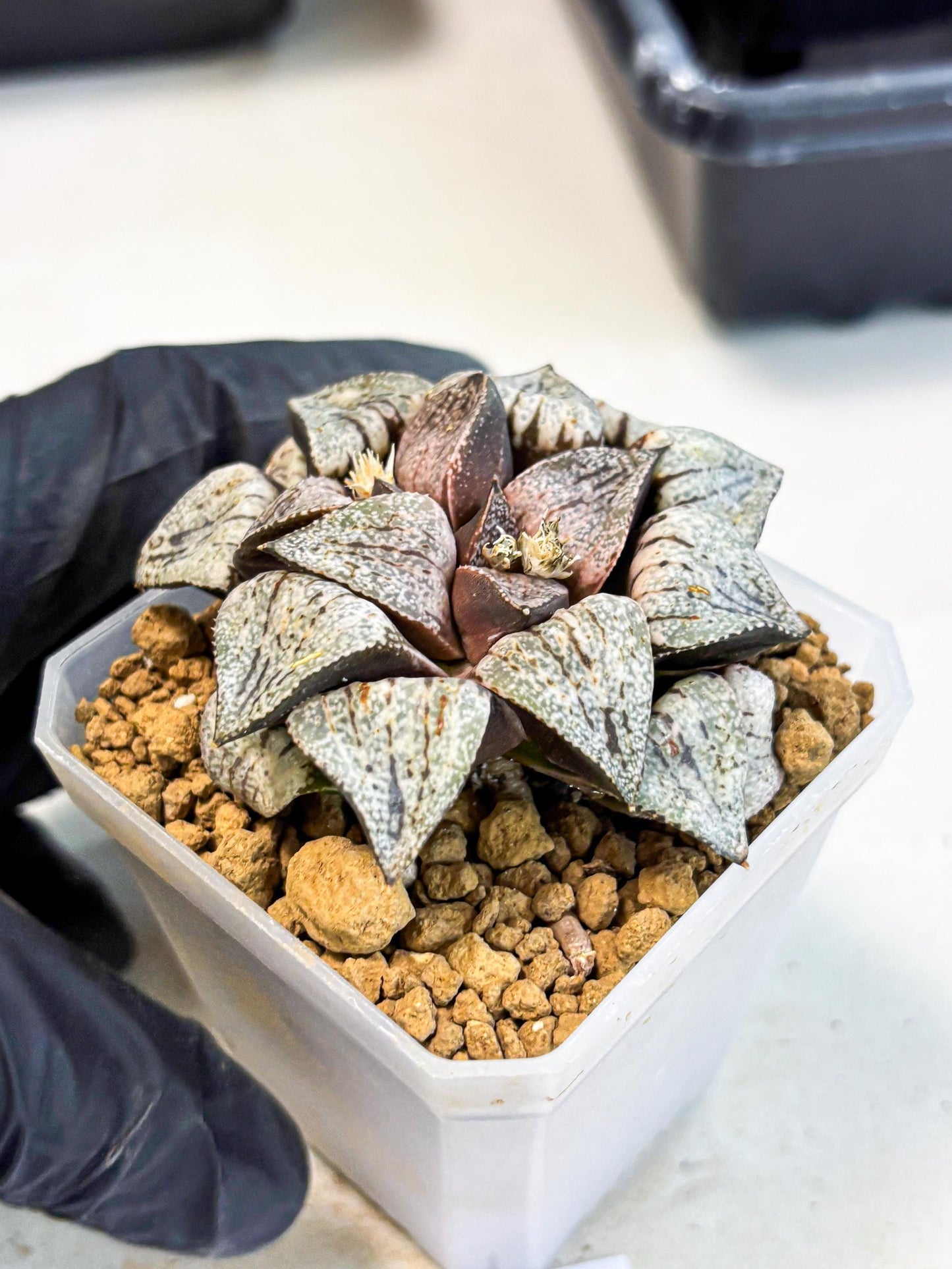 Haworthia Obtusa Var (wa1) (p3) | Japan Succulent