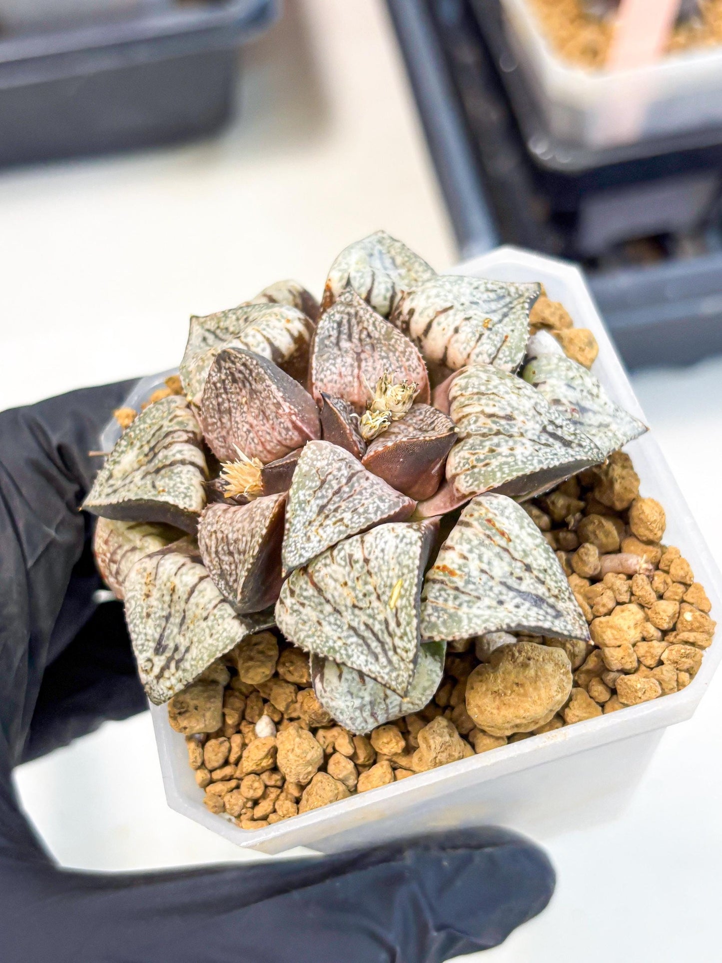Haworthia Obtusa Var (wa1) (p3) | Japan Succulent