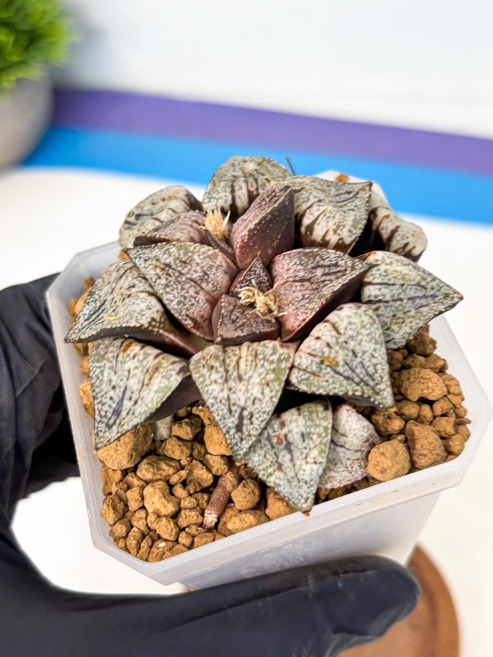 Haworthia Obtusa Var (wa1) (p3) | Japan Succulent