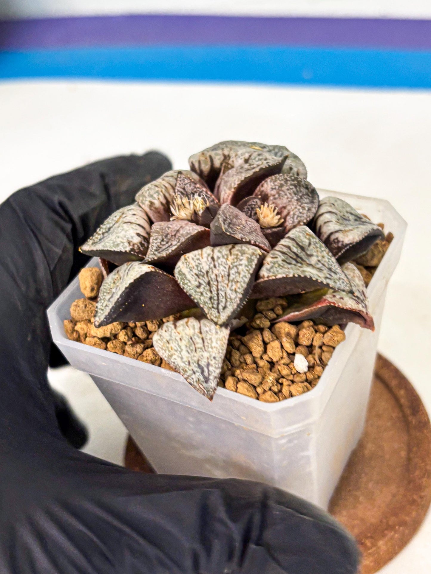 Haworthia Obtusa Var (wa1) (p3) | Japan Succulent