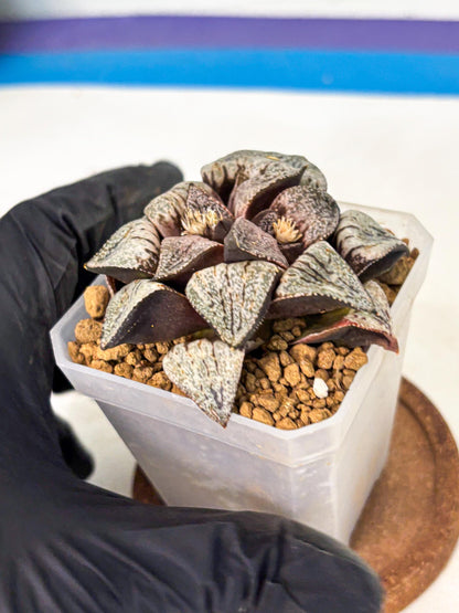 Haworthia Obtusa Var (wa1) (p3) | Japan Succulent