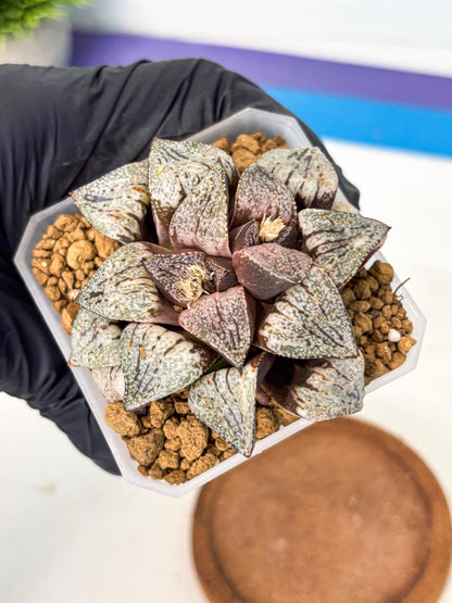 Haworthia Obtusa Var (wa1) (p3) | Japan Succulent