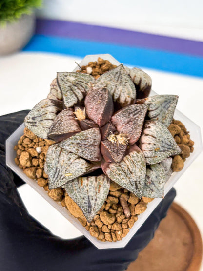 Haworthia Obtusa Var (wa1) (p3) | Japan Succulent
