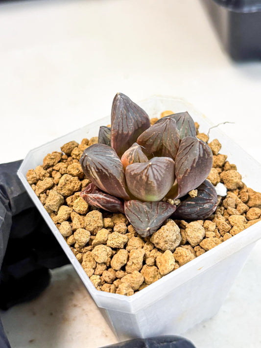 Haworthia Red Flame Var (wa1) (p5) | Japan Succulent
