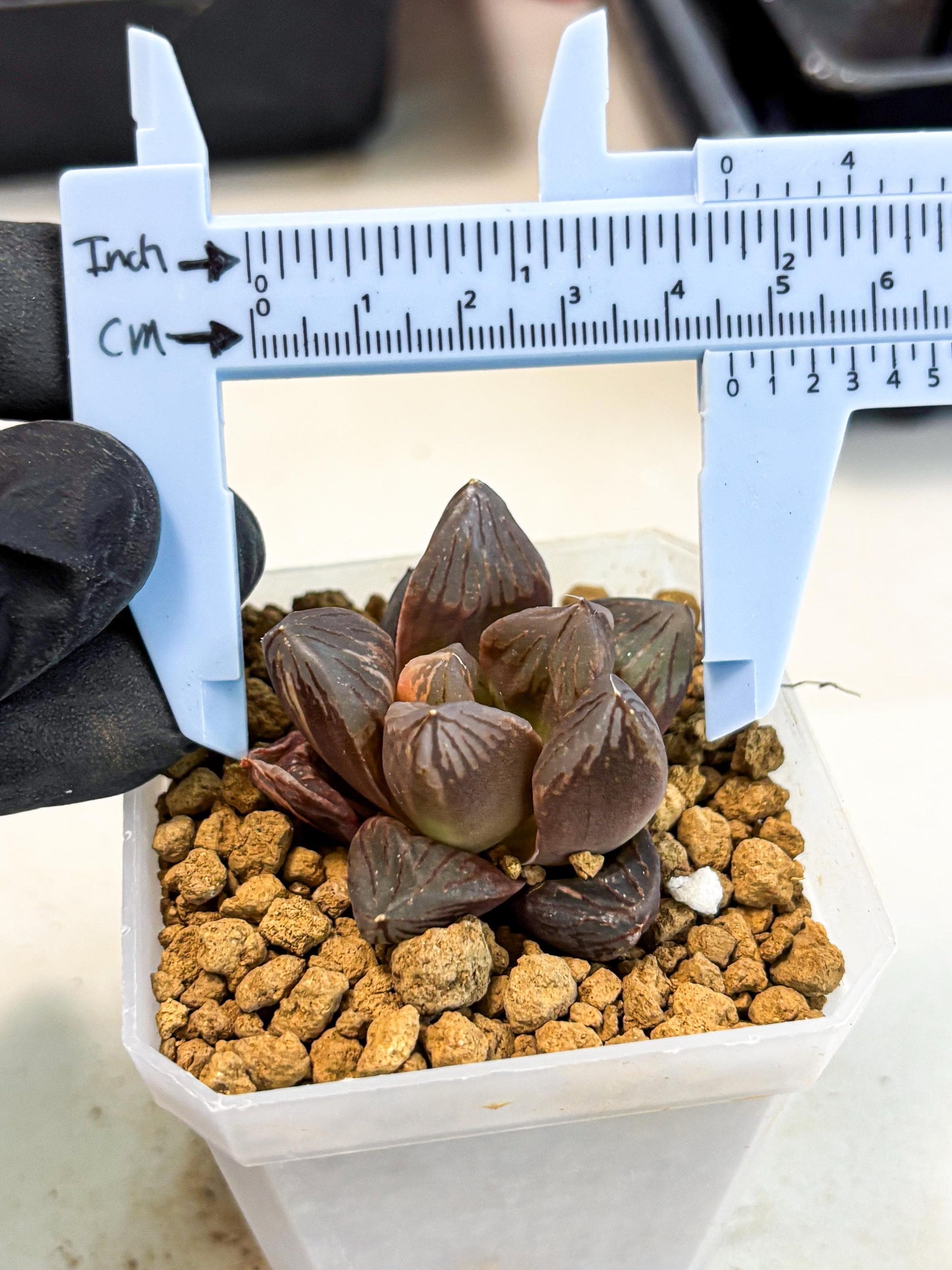 Haworthia Red Flame Var (wa1) (p5) | Japan Succulent