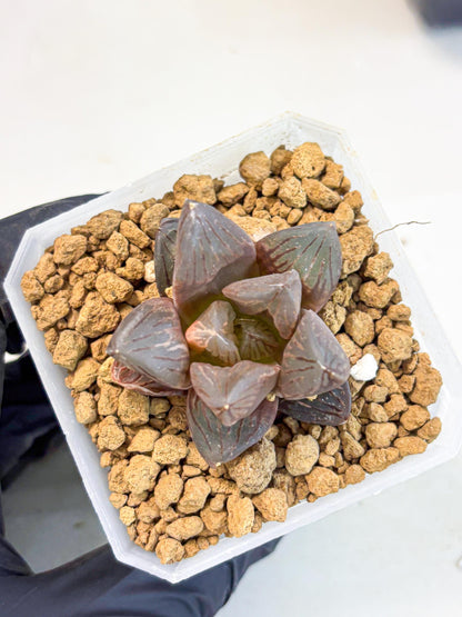 Haworthia Red Flame Var (wa1) (p5) | Japan Succulent