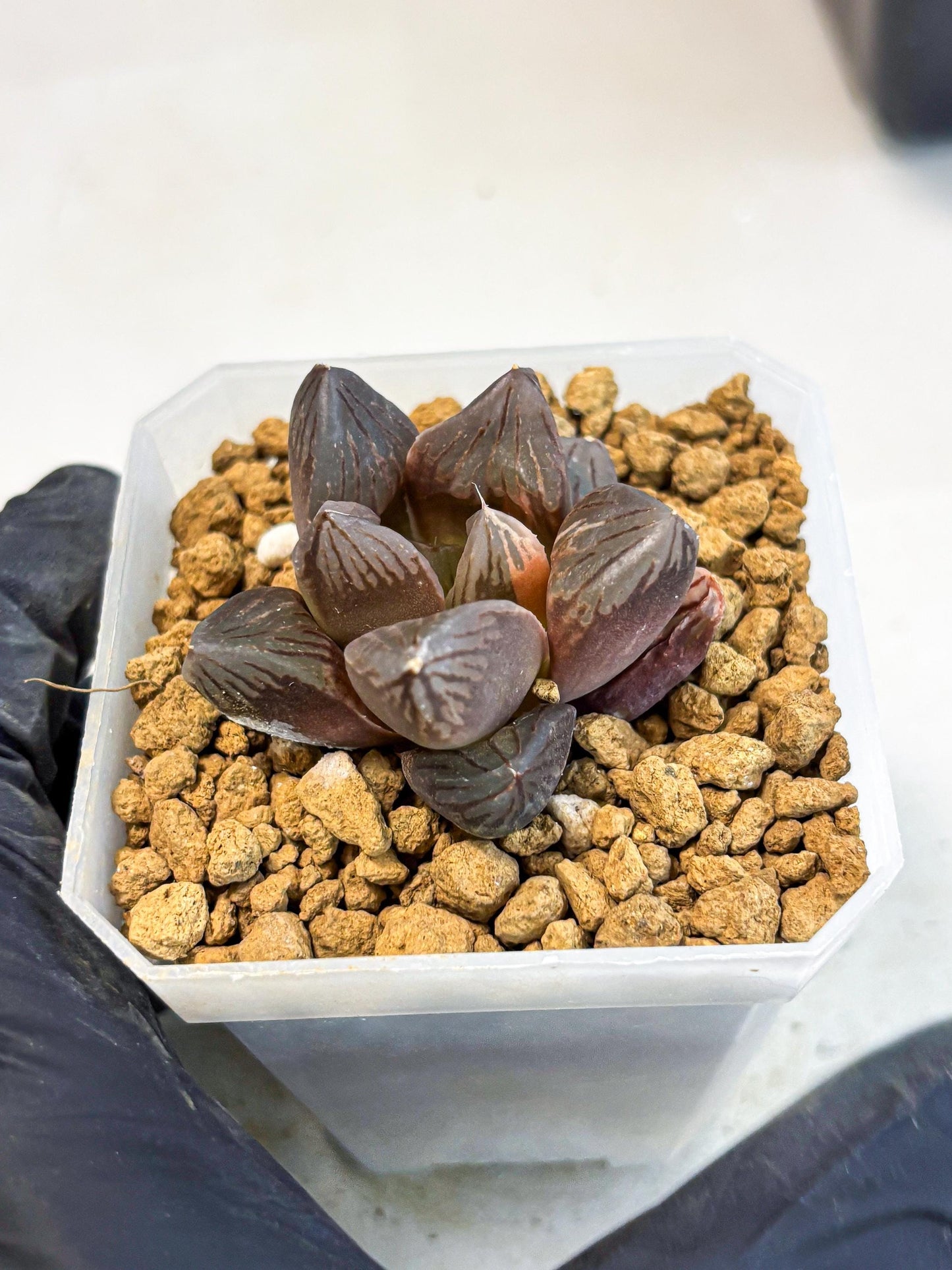 Haworthia Red Flame Var (wa1) (p5) | Japan Succulent