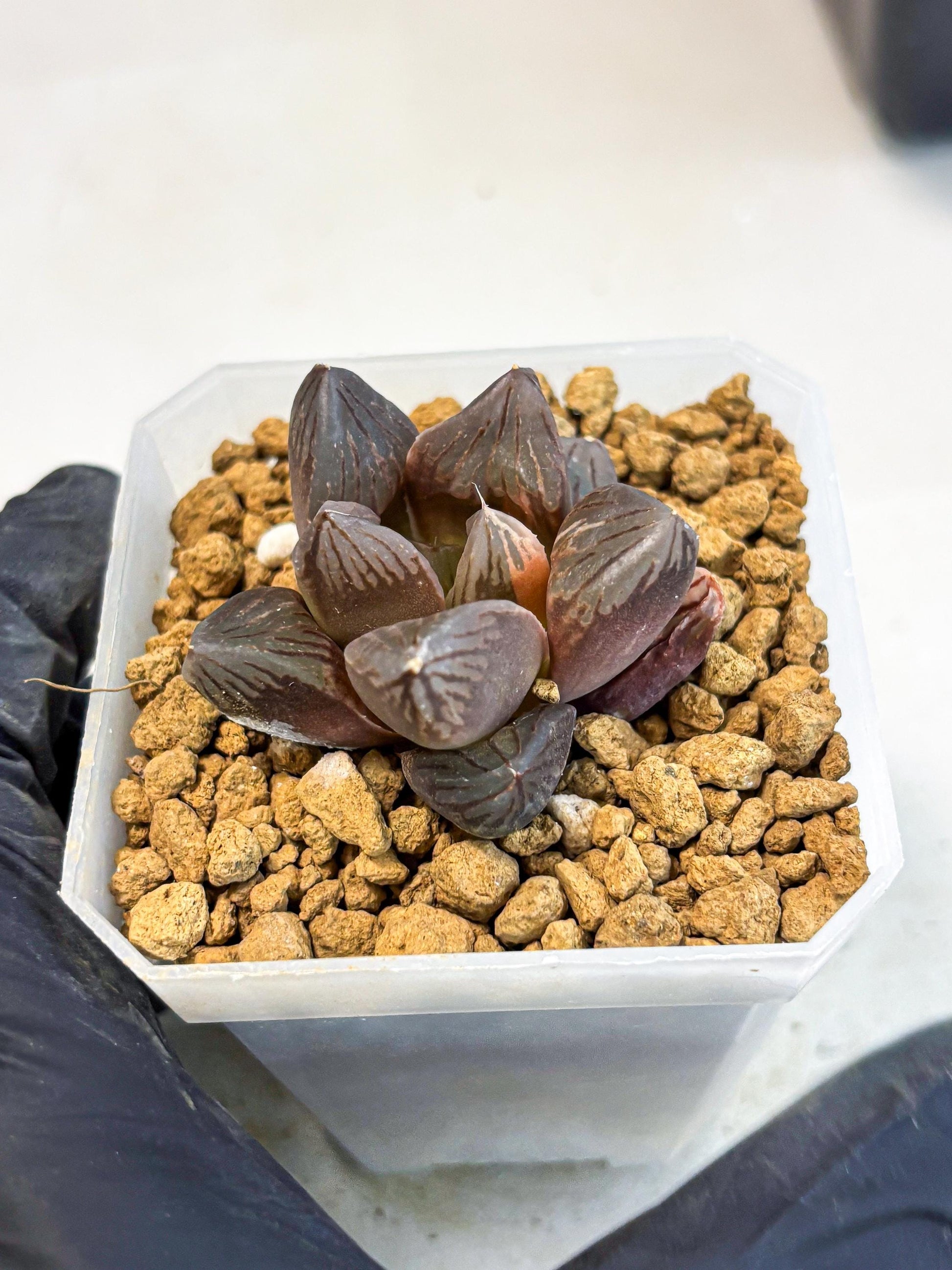 Haworthia Red Flame Var (wa1) (p5) | Japan Succulent