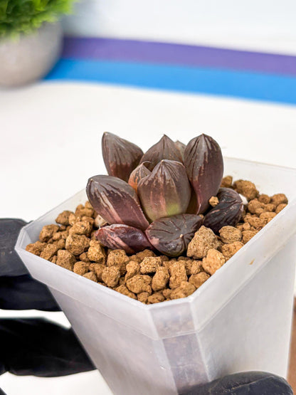 Haworthia Red Flame Var (wa1) (p5) | Japan Succulent