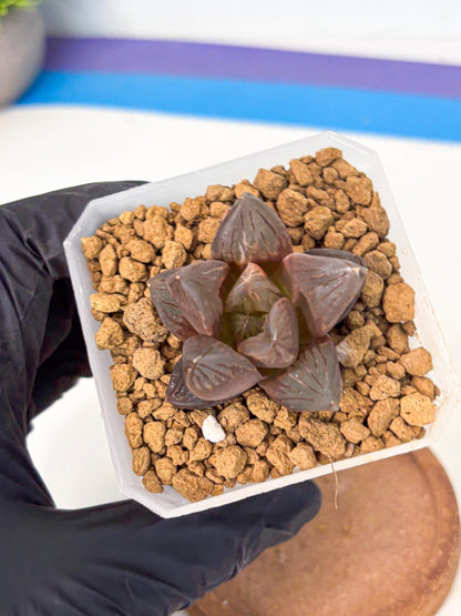Haworthia Red Flame Var (wa1) (p5) | Japan Succulent