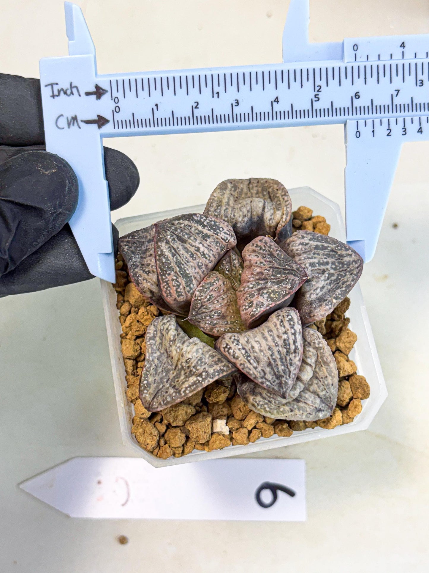 Haworthia Splendens Hana Aoi (wa1) (p6) | Japan Succulent