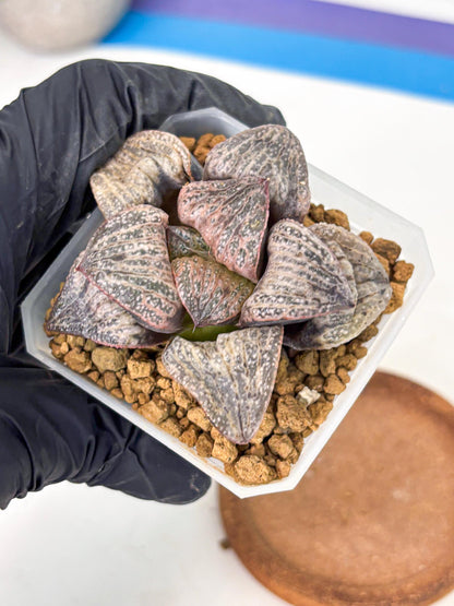 Haworthia Splendens Hana Aoi (wa1) (p6) | Japan Succulent